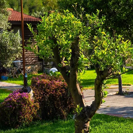 Defne Olive Gardens, Koca Calis, - Previously Defne Semesterbostad